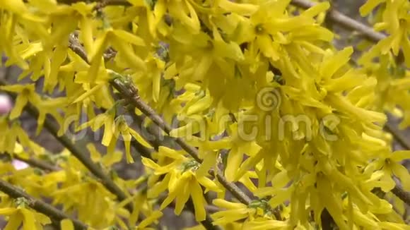 黄色的花开得很漂亮视频的预览图