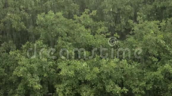 橡树林背景下的大雨视频的预览图