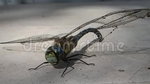 蜻蜓伴着蜘蛛丝的翅膀等待着试图飞翔视频的预览图