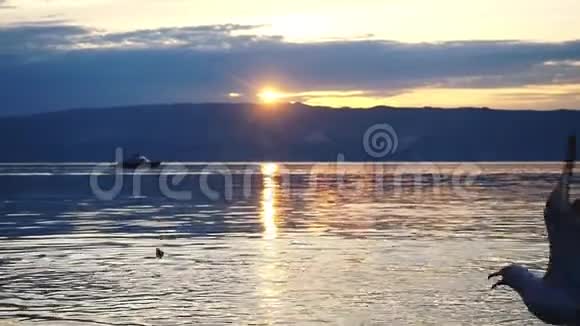 美丽的贝加尔湖山日落过山峰和飞翔的海鸥慢动作1920x1080视频的预览图