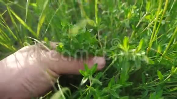 园丁园丁在花园里撕草晒绿男人的生活方式触动了田野里的草视频的预览图