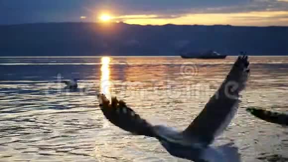 美丽的贝加尔湖山日落过山峰飞翔美丽的海鸥慢动作1920x1080视频的预览图