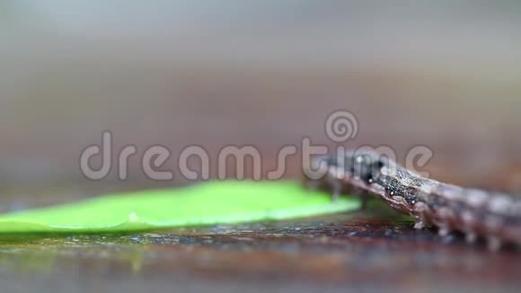 毛毛虫在木桌上吃绿叶视频的预览图