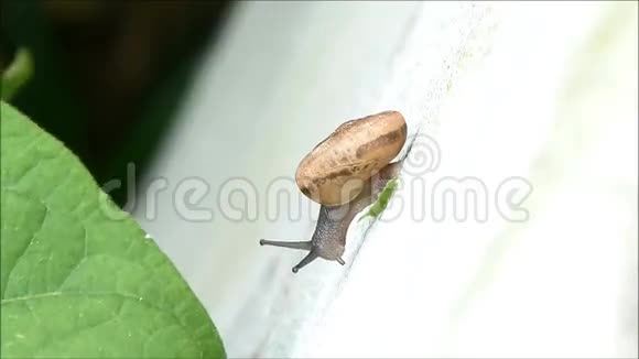小蜗牛想吃绿叶视频的预览图