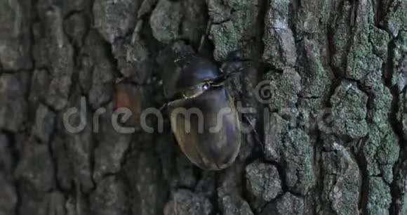 东京街头附近一只树上的雌甲虫手持视频的预览图