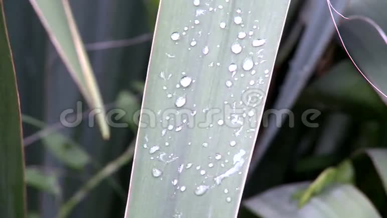雨滴在花园的花朵上视频的预览图