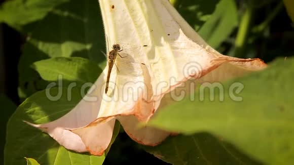 花园里一朵大白花上的蜻蜓视频的预览图