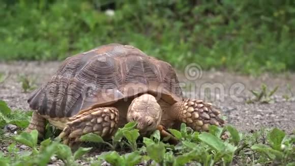 非洲刺龟吃树叶视频的预览图