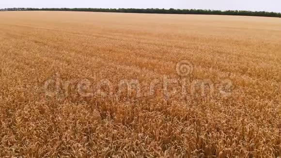 从成熟的麦田鸟瞰小麦的全景运动农业生产面包4k决议视频的预览图