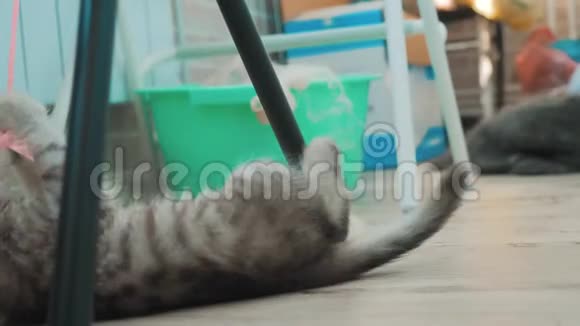 小猫咪被播放了美丽可爱的搞笑视频猫宠物是在阳台上玩的房间里的生活方式在地板上视频的预览图