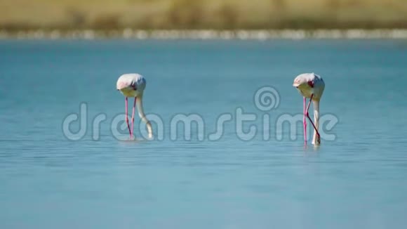 美丽的火烈鸟倒影在塞浦路斯的拉纳卡盐湖散步视频的预览图