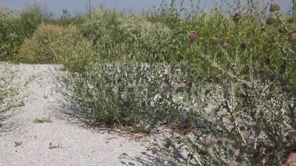 沙质土壤上的蓟花红视频的预览图