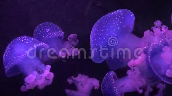 水母和水下海洋生物视频的预览图