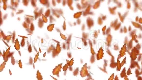 秋天落下的棕色橡树叶秋天的天气风和干叶视频的预览图