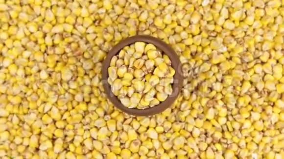 旋转和接近玉米在一个粘土锅站在玉米种子的背景视频的预览图