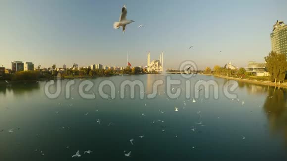 海鸥飞过河流萨班克A默克兹清真寺在远处的阿达纳中心视频的预览图
