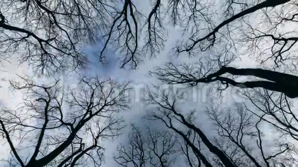 仰望树枝和天空的时光流逝视频的预览图