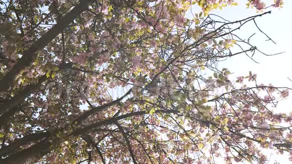 樱花树花瓣缓缓飘落视频的预览图