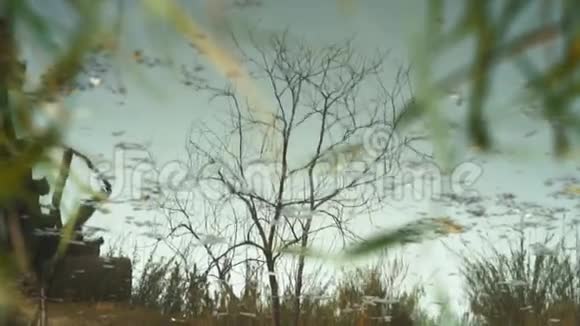小树林河上树木和天空的倒影秋天视频的预览图
