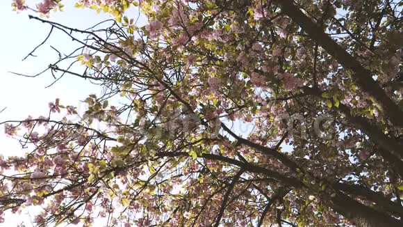 樱花树花瓣缓缓飘落视频的预览图