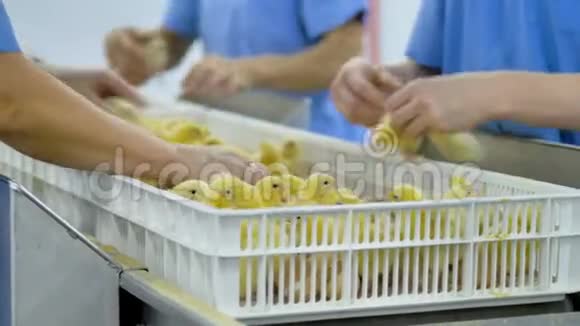 养鸡场的工人在一个现代化的传送带上分拣小鸡视频的预览图