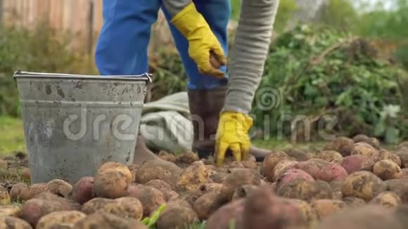 农民在有机农场的田里用桶分拣土豆概念农业农村生活方式健康饮食视频的预览图
