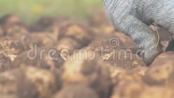根据大小用桶手工分拣马铃薯种子视频的预览图