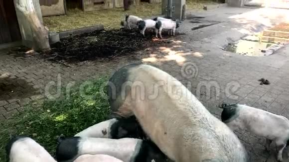 幼仔配母猪视频的预览图