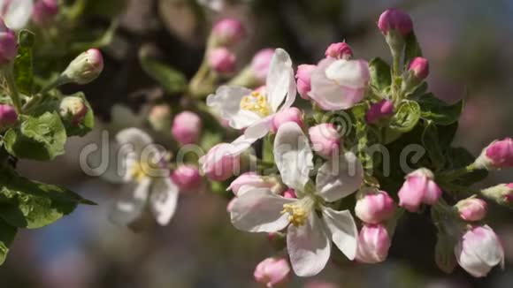 粉红色的花开着苹果树视频的预览图