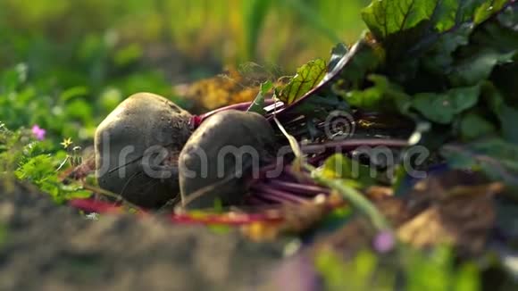 手工采摘新鲜甜菜根在木箱和秋叶在地上有叶子的甜菜根甲壳虫视频的预览图
