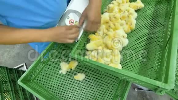家禽分拣小鸡的工人在自动化生产线上4K视频的预览图