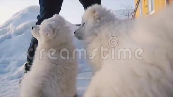 人扔小狗吃雪视频的预览图
