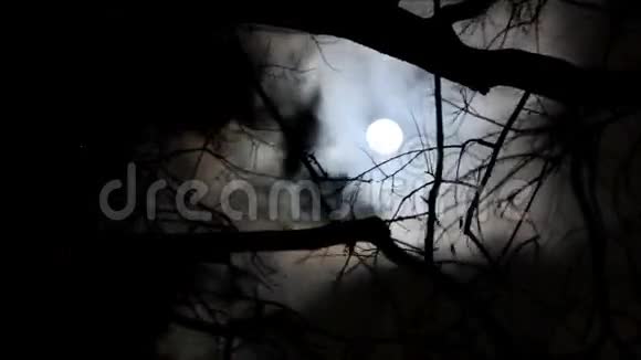 在一个多风的夜晚树荫下的月亮视频的预览图