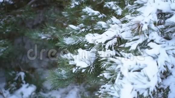 有雪背景的圣诞树视频的预览图