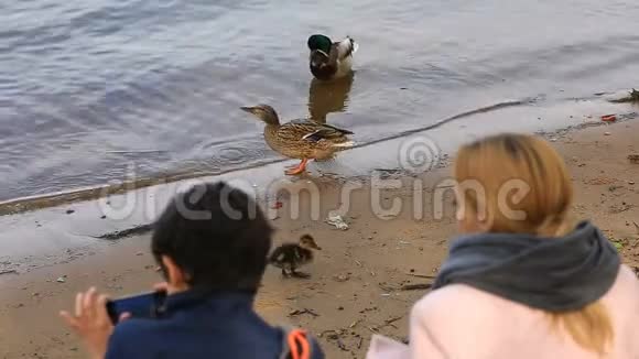 妈妈和儿子用智能手机在水库岸边拍一只鸭子和小鸭子的照片视频的预览图