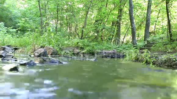 森林溪流中水流湍急视频的预览图