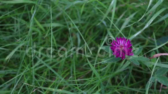 在夏日的绿草中粉红色的野花三叶草视频的预览图