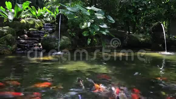 马来西亚KL鸟公园池塘中的金鲤鱼视频的预览图
