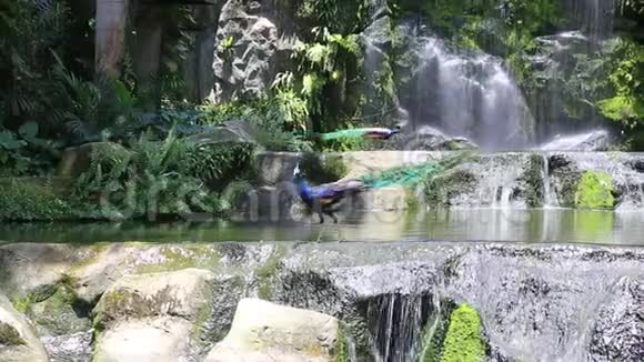 九龙鸟公园小池塘附近的孔雀视频的预览图