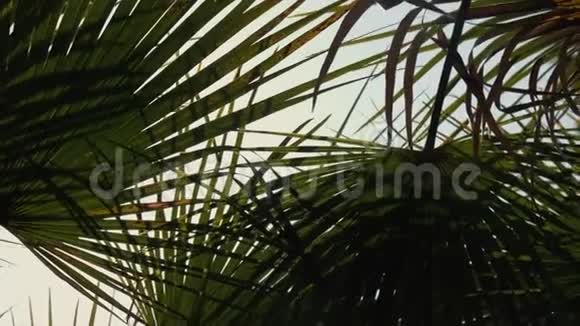明媚的南方阳光透过绿叶的手掌在海边休息视频的预览图