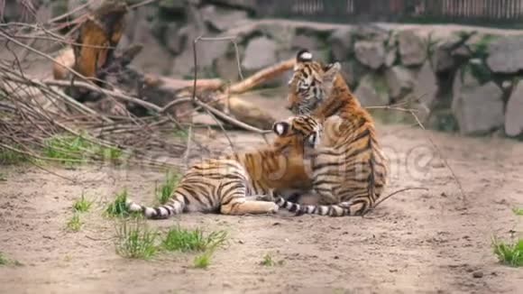 老虎幼崽在动物园里互相玩耍视频的预览图