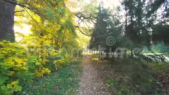 秋天公园里的树叶沿着小径漫步视频的预览图