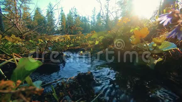 森林中央的山溪视频的预览图
