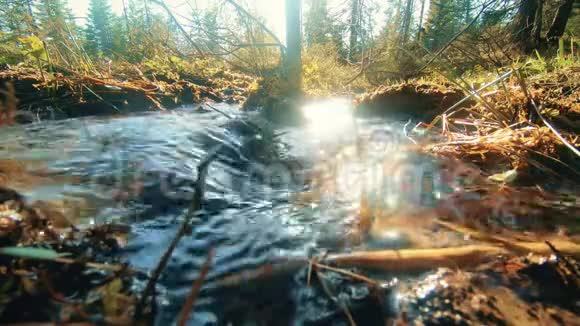 森林中央的山溪视频的预览图