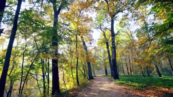 秋天公园里的树叶沿着小径漫步视频的预览图