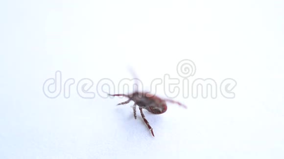白色背景上的硬蜱爬行视频的预览图
