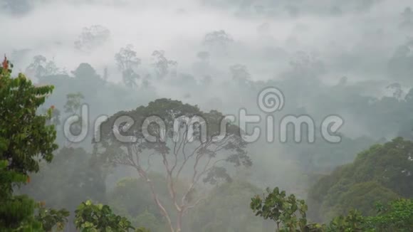 热带雨林树梢放大视频的预览图