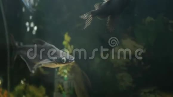 鱼漂浮在水族馆里视频的预览图