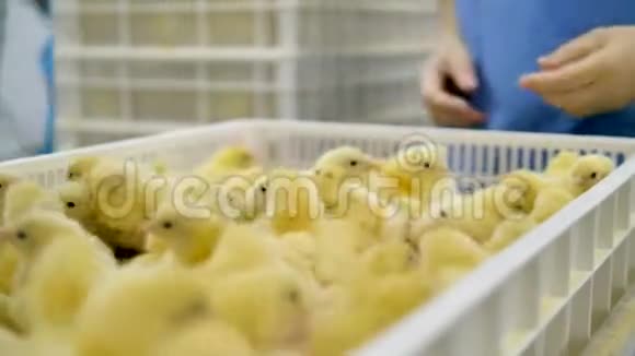农民在家禽中分拣小鸡农业工业视频的预览图