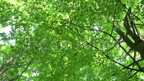 绿色新鲜的叶子普通的山毛榉欧洲山毛榉植物视频的预览图